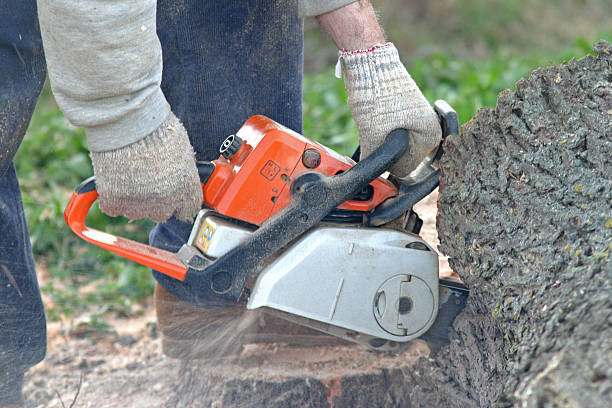 Best Tree and Shrub Care  in Mora, MN