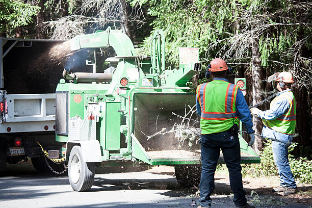 How Our Tree Care Process Works  in  Mora, MN