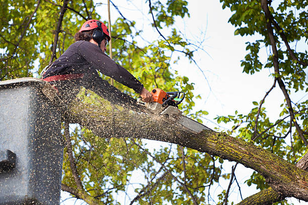 Best Tree Health Inspection  in Mora, MN