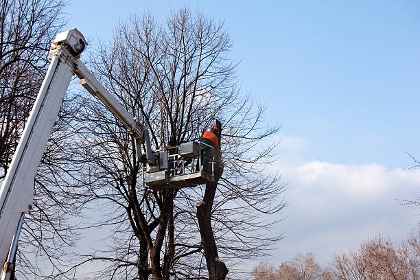 Best Leaf Removal  in Mora, MN