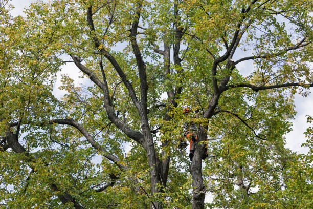 Best Tree Cabling and Bracing  in Mora, MN